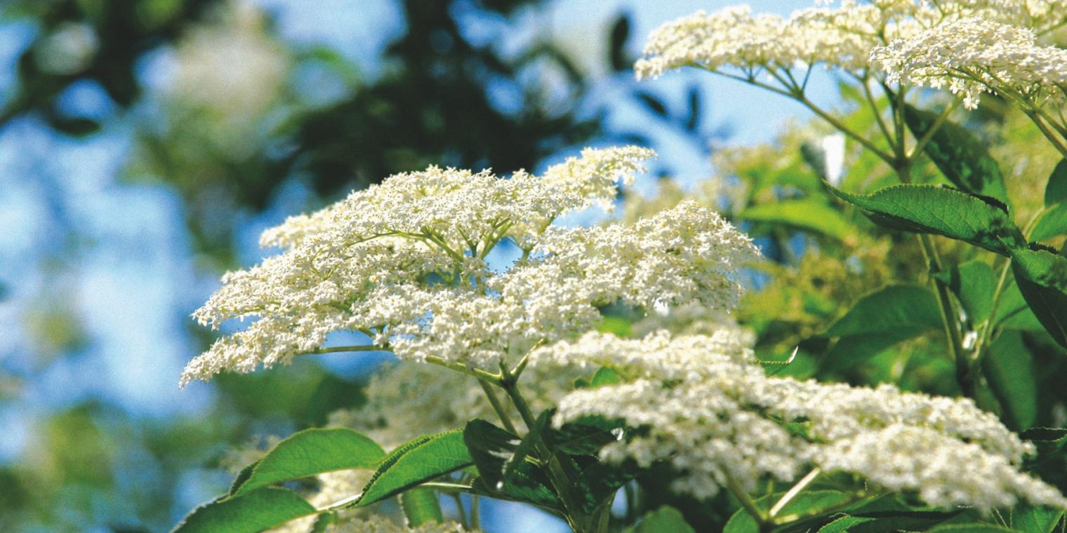 Blu__tensta__nde_des_Schwarzen_Holunders__Sambucus_nigra__